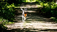 Dogs at Doe Farm