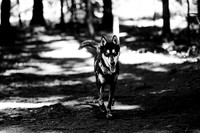 Dogs - Witch Hollow Aug 2026