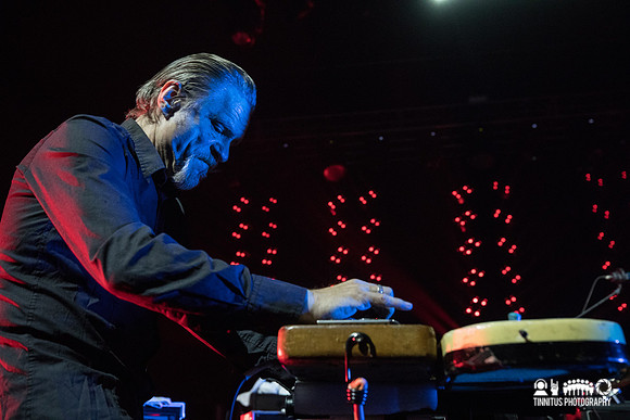 Swans in concert