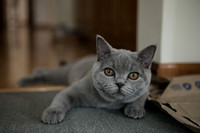 Willow