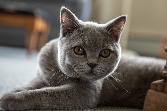 Willow