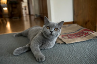 Willow