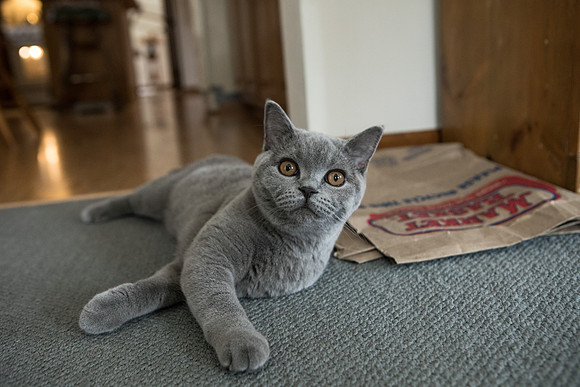 Willow