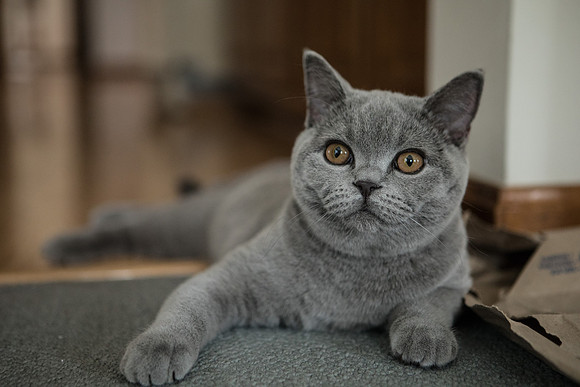 Willow