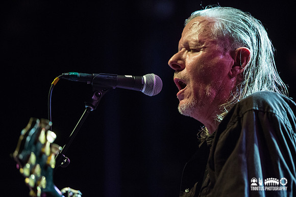 Swans in concert