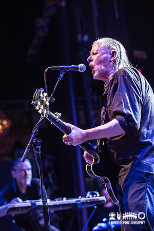 Swans in concert
