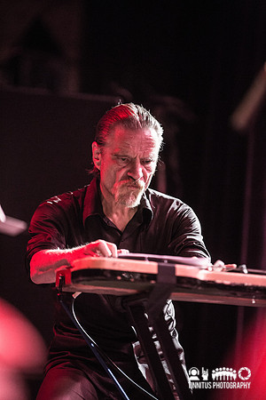 Swans in concert
