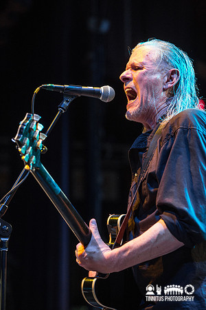 Swans in concert