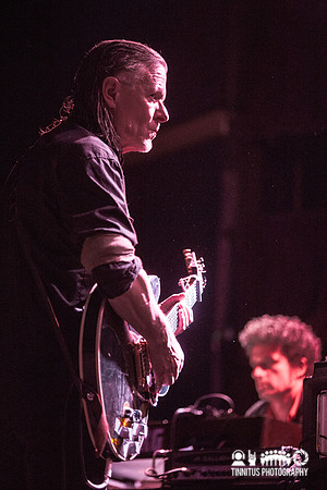 Swans in concert