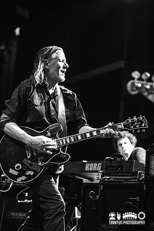 Swans in concert