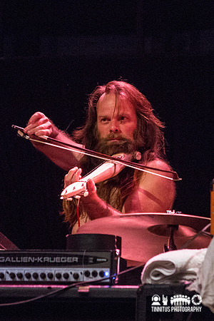 Swans in concert