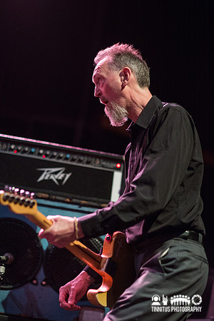 Swans in concert