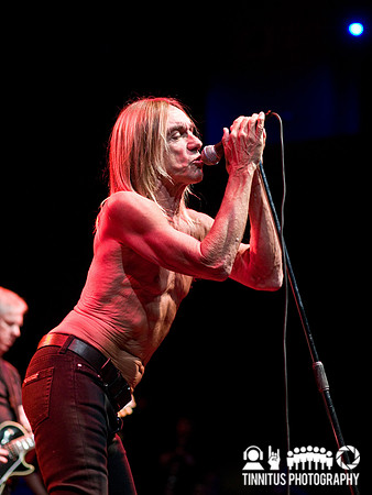 The Stooges in concert