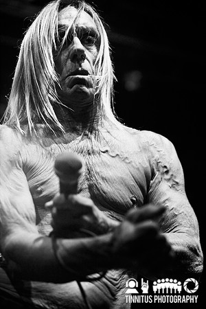 The Stooges in concert