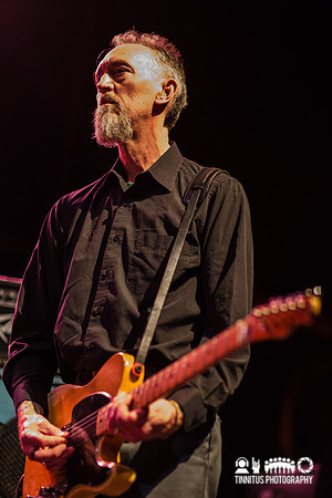 Swans in concert