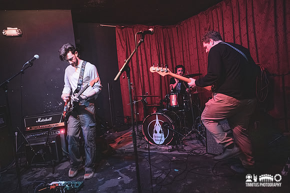 lesser birds in concert
