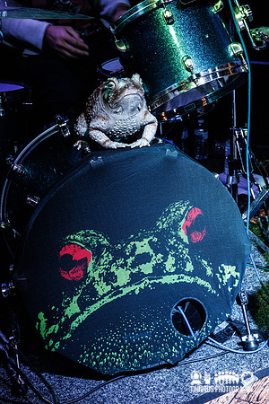 Froglord in concert